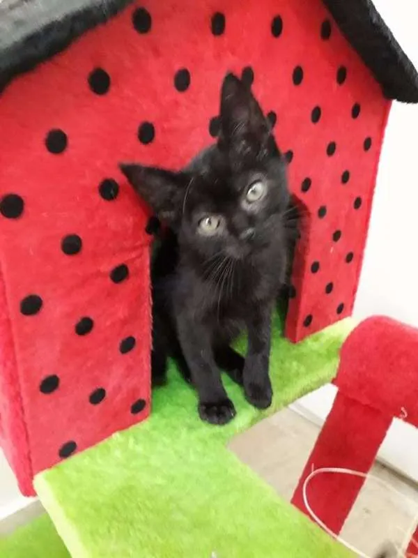 Gato ra a Viralata idade Abaixo de 2 meses nome Charlie