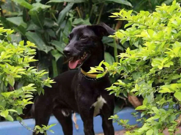 Cachorro ra a Mix Galgo idade 2 anos nome Lord