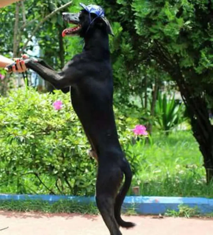Cachorro ra a Mix Galgo idade 2 anos nome Lord