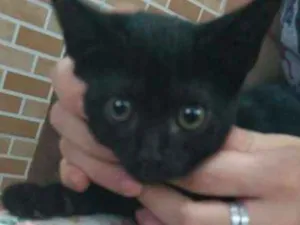 Gato raça SRD idade 2 a 6 meses nome Mulata