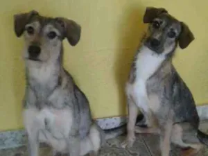 Cachorro raça srd idade 2 anos nome Lili e Nina