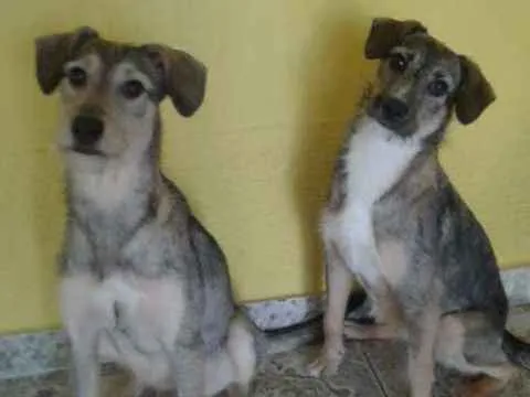 Cachorro ra a srd idade 2 anos nome Lili e Nina