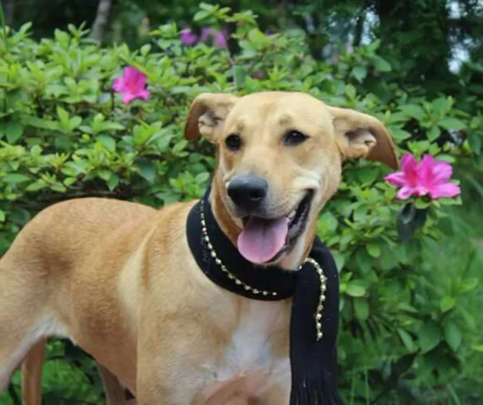 Cachorro ra a Srd  idade 2 anos nome Brenda
