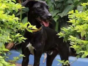 Cachorro raça Mix Galgo idade 2 anos nome Lord