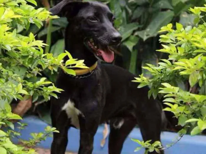 Cachorro ra a Mix Galgo idade 2 anos nome Lord