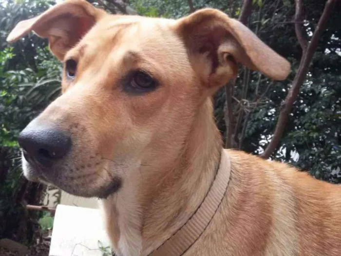 Cachorro ra a Srd  idade 2 anos nome Brenda