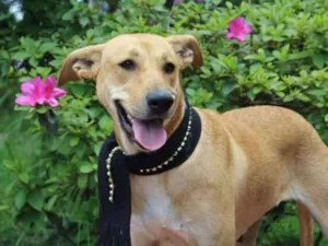 Cachorro raça Srd  idade 2 anos nome Brenda