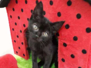 Gato raça Viralata idade Abaixo de 2 meses nome Charlie