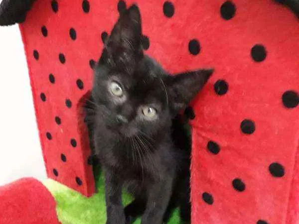 Gato ra a Viralata idade Abaixo de 2 meses nome Charlie