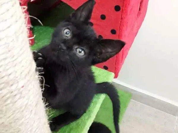Gato ra a Viralata idade Abaixo de 2 meses nome Bart