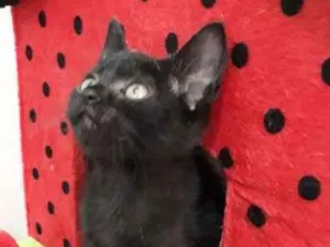 Gato raça Viralata idade Abaixo de 2 meses nome Simba