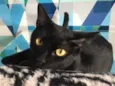 Ebony