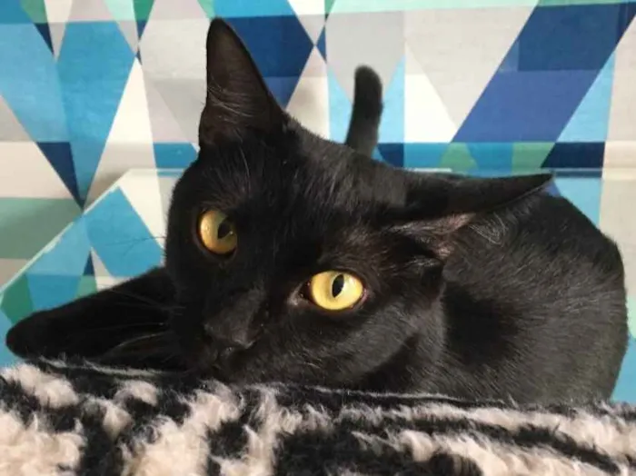 Gato ra a SRD idade 2 a 6 meses nome Ebony