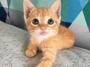 Gato raça SRD idade 2 a 6 meses nome Pumpkin