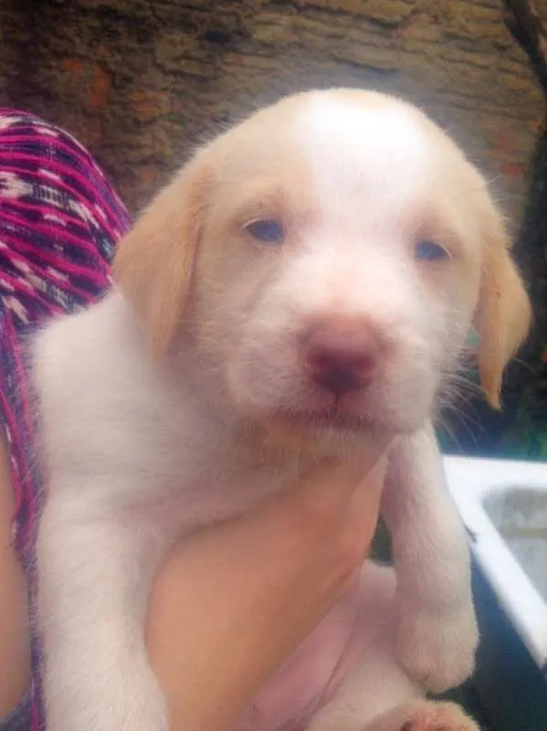 Cachorro ra a  idade Abaixo de 2 meses nome Dogs