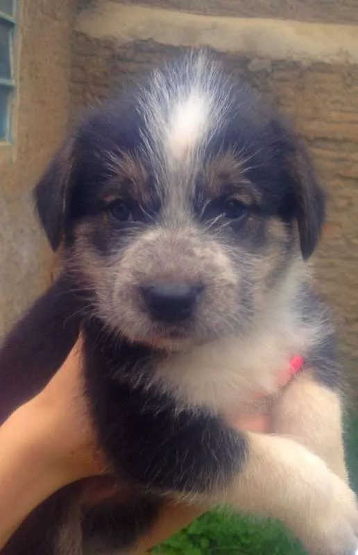Cachorro ra a  idade Abaixo de 2 meses nome Dogs