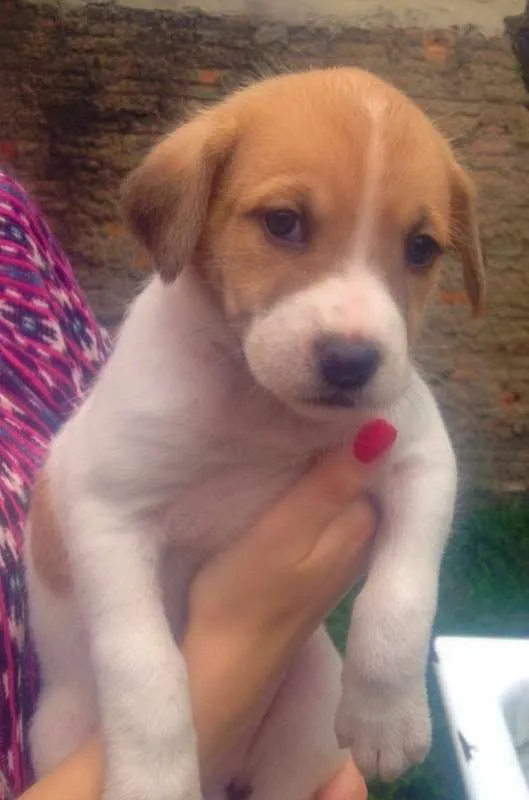 Cachorro ra a  idade Abaixo de 2 meses nome Dogs