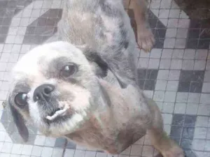 Cachorro raça Shitzu idade 2 anos nome Luck