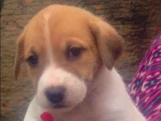 Cachorro ra a  idade Abaixo de 2 meses nome Dogs