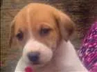 Cachorro raça  idade Abaixo de 2 meses nome Dogs