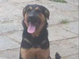 Cachorro raça Pastor Alemão com Rottweler idade 7 a 11 meses nome catuaba