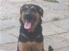 Cachorro raça Pastor Alemão com Rottweler idade 7 a 11 meses nome catuaba