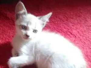 Gato raça Sem raça idade 2 a 6 meses nome Sem nome