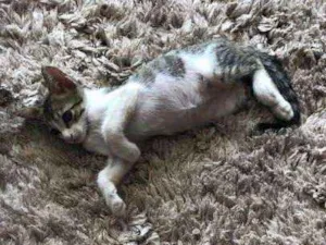 Gato raça Comum idade 2 a 6 meses nome Não tem nome