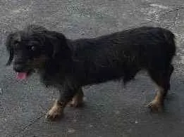 Cachorro raça Parece vira latas  idade 1 ano nome Não sei