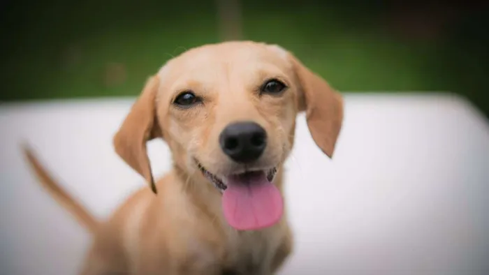 Cachorro ra a SRD idade 2 a 6 meses nome Sem nome