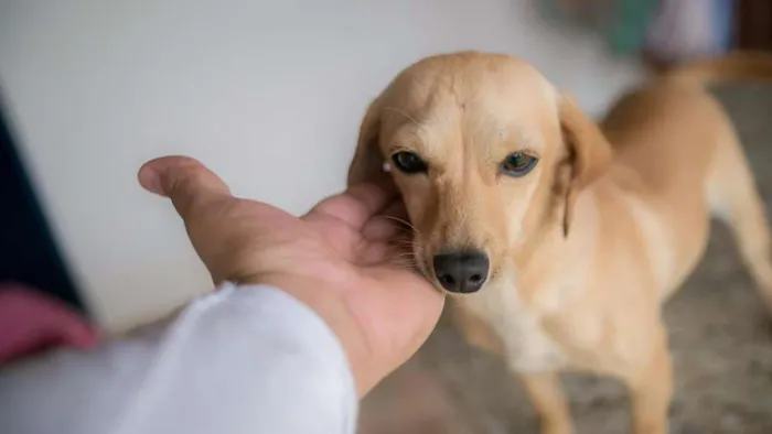 Cachorro ra a SRD idade 2 a 6 meses nome Sem nome