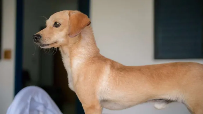 Cachorro ra a SRD idade 2 a 6 meses nome Sem nome