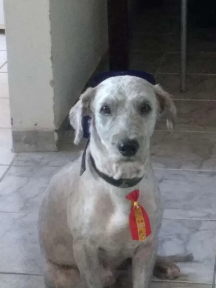 Cachorro ra a SRD idade 2 anos nome Nino