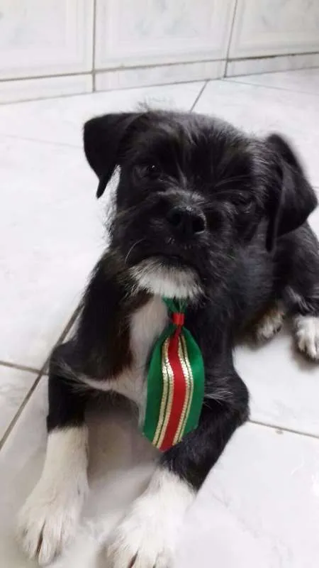 Cachorro ra a srd idade 2 a 6 meses nome Pepito 