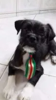 Pepito