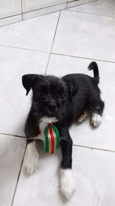 Cachorro ra a srd idade 2 a 6 meses nome Pepito 