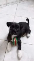 Pepito