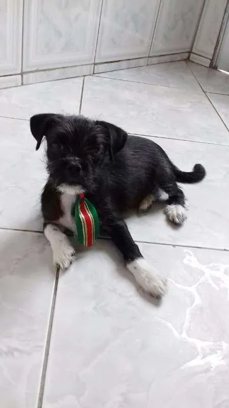 Cachorro ra a srd idade 2 a 6 meses nome Pepito 