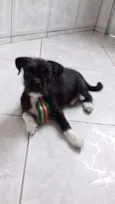 Pepito