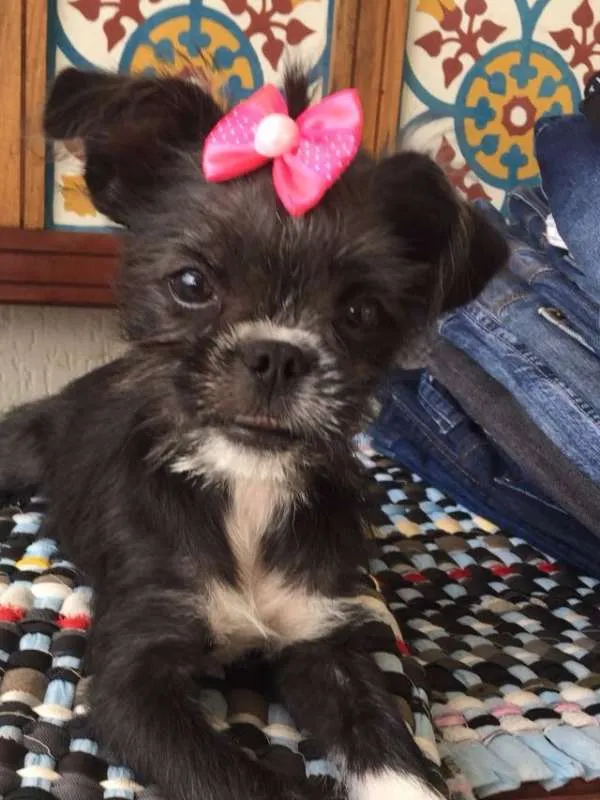 Cachorro ra a SRD idade 2 a 6 meses nome MEG