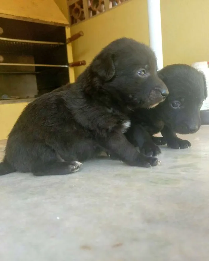 Cachorro ra a comum idade Abaixo de 2 meses nome Sisi e seus filhotes