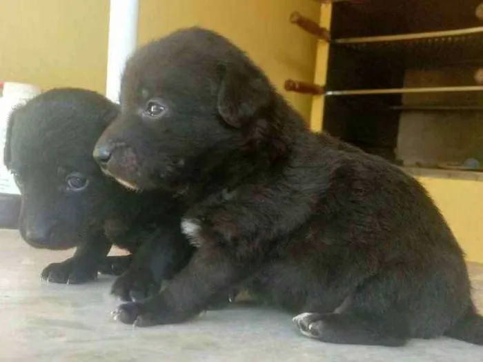 Cachorro ra a comum idade Abaixo de 2 meses nome Sisi e seus filhotes