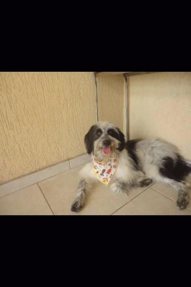 Cachorro ra a NDF idade 2 anos nome Talles