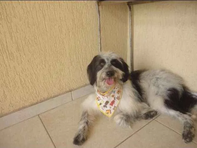 Cachorro ra a NDF idade 2 anos nome Talles