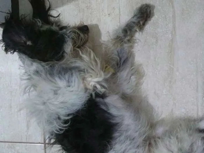 Cachorro ra a NDF idade 2 anos nome Talles