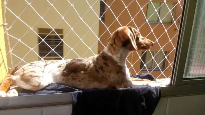 Cachorro raça SRD idade 7 a 11 meses nome NINA