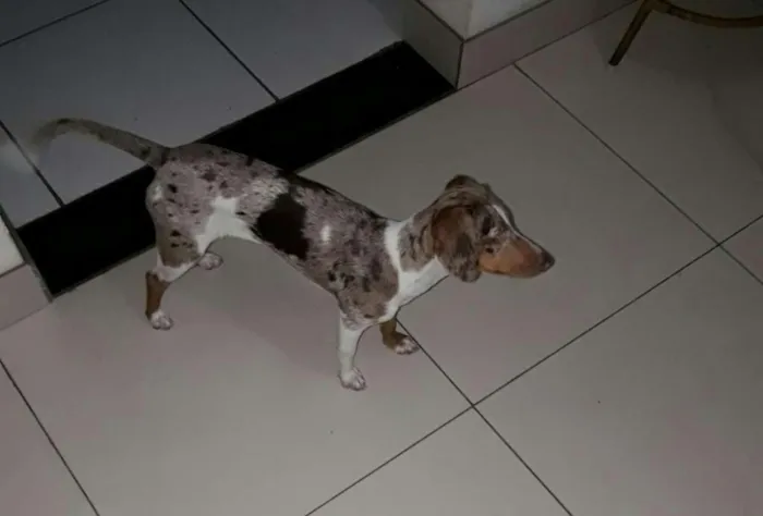 Cachorro raça SRD idade 7 a 11 meses nome NINA