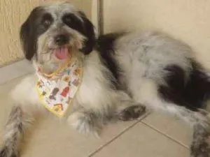 Cachorro raça NDF idade 2 anos nome Talles