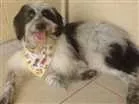 Cachorro raça NDF idade 2 anos nome Talles
