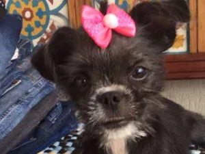 Cachorro raça SRD idade 2 a 6 meses nome MEG